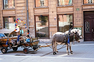 horses